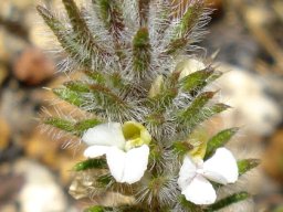 Muraltia thunbergii leaves